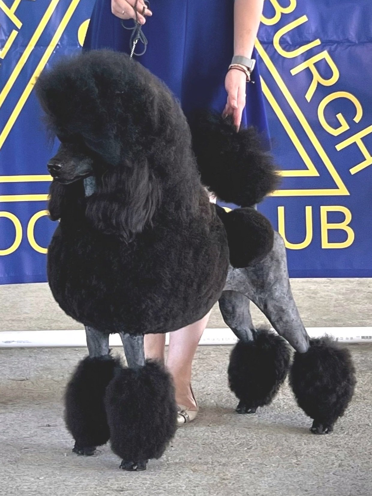 CH Theory Watch Me Glow at Galavanting black standard poodle