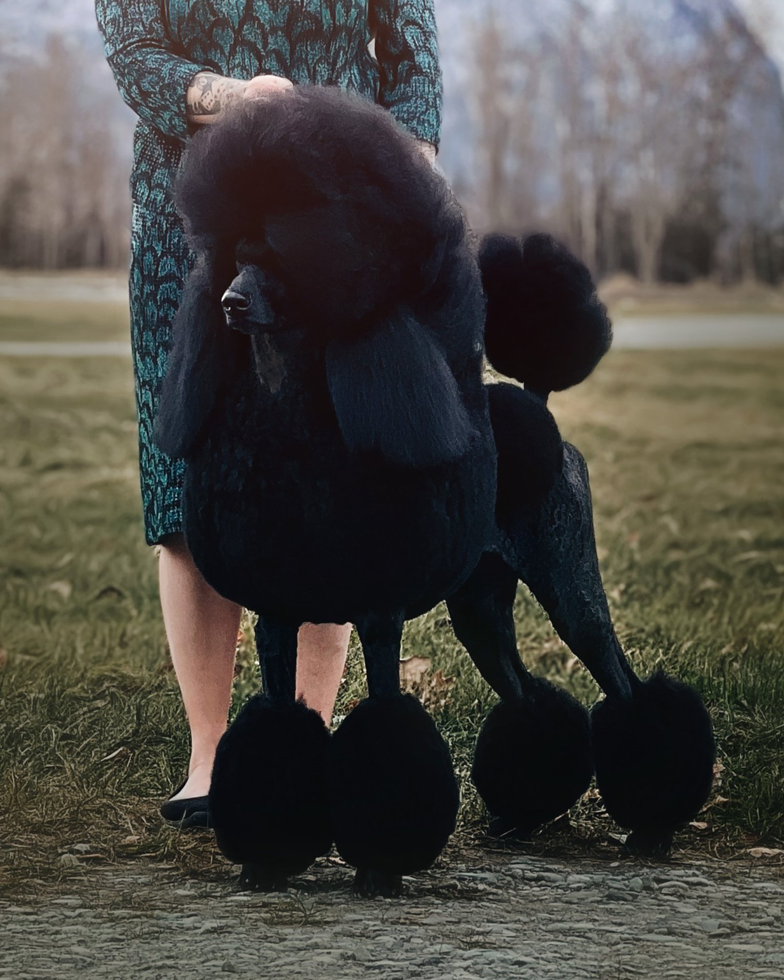 AM CH CAN GCHB Galavanting Over The Edge and Back, black standard poodle