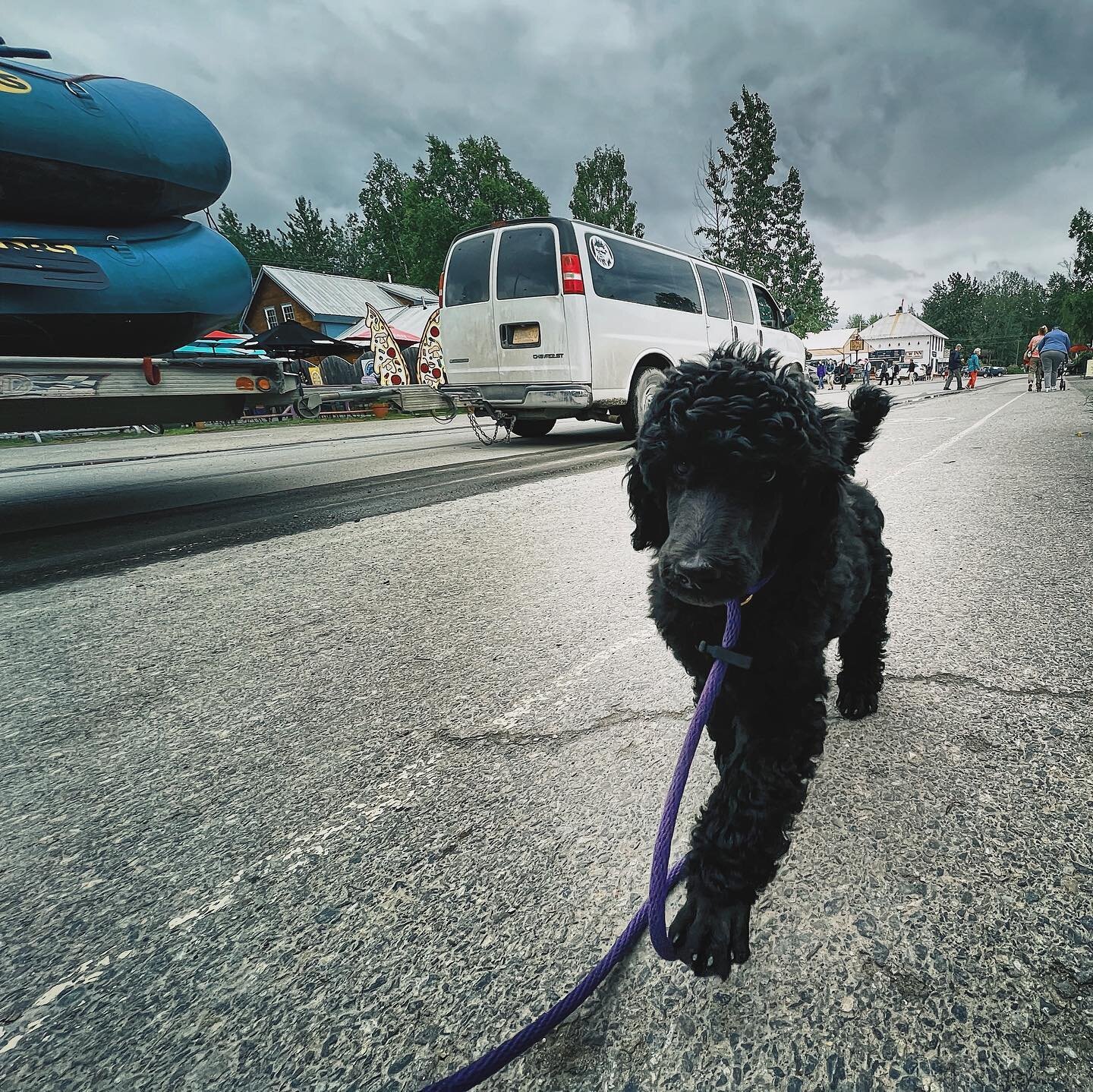 Nothing better than a little @talkeetnariverguides traffic to help socialize a poodle puppy!
First trip to downtown Talkeetna is always a fun adventure 🖤🏔️